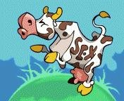 cow