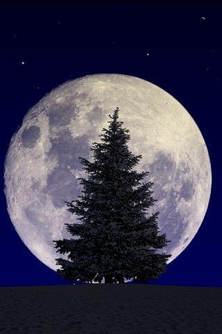 Winter Trees Live Wallpaper - v.3.14