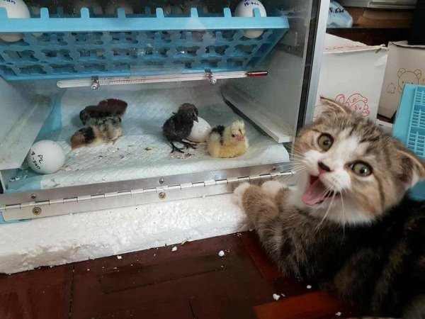 цыплята котэ