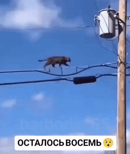 Девять жизней... было..
