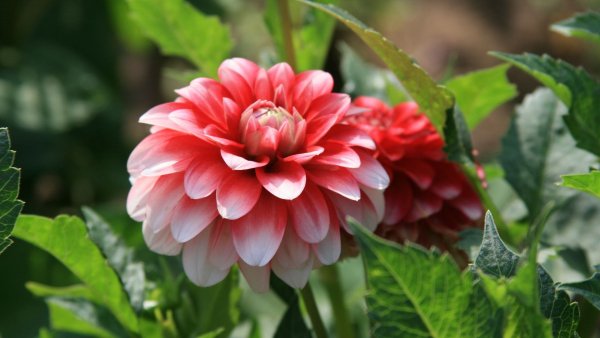 file_67039048