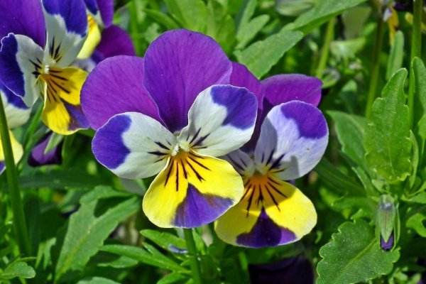 Flowers 4