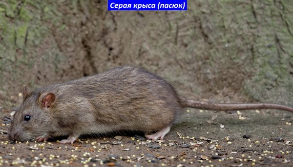 Крыса серая (пасюк)