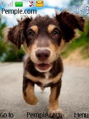 Puppy 4 by Pemple.com