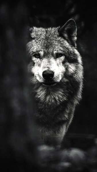 wallpaper14