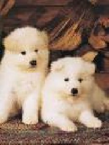 36 Dogs