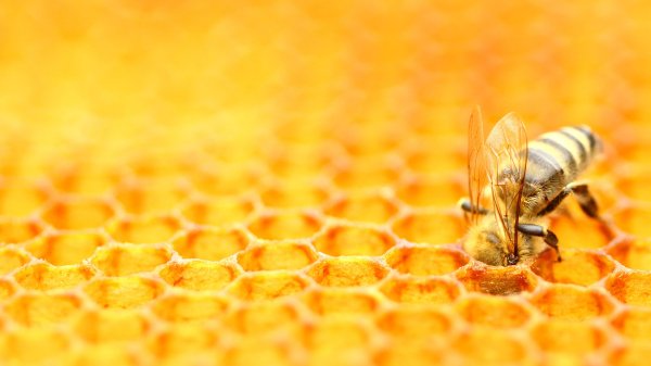 HoneycombBee ROW6367534949 UHD