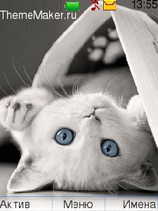 white-cats-by-dashka
