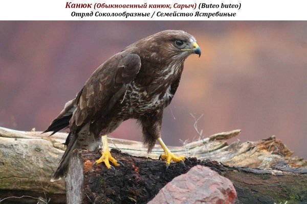 Канюк (Обыкновенный канюк, Сарыч) (Buteo buteo)