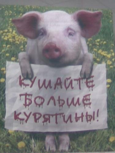 Porosenok