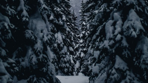 Дерева