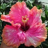 file_85274727