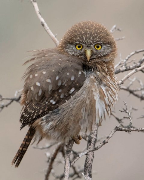 Южный сычик Austral Pygmy Owl