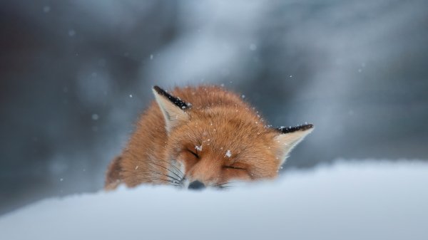 SleepingFox ROW5128450458 UHD