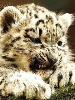 Tiger0