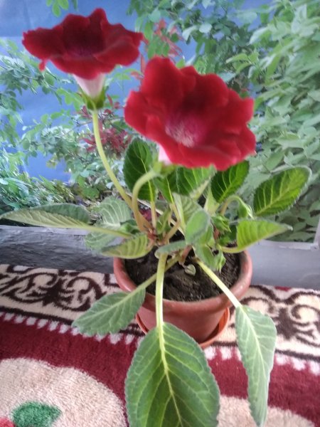 IMG 20190725 175803