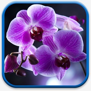 Цветы Орхидеи Живые Обои - v.1.0.1