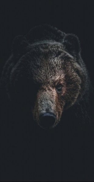 Медведь