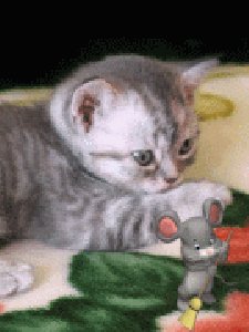 my-little-kitten