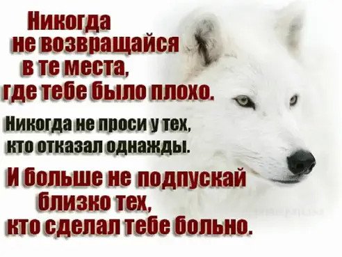 Волк