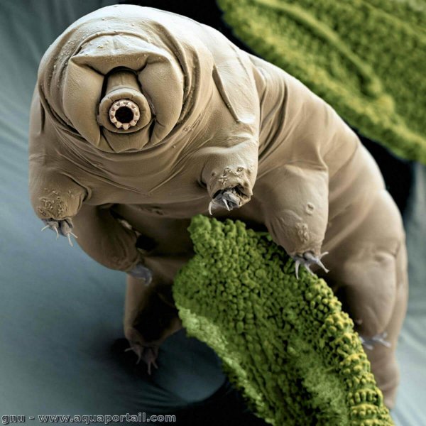 tardigrade-cryptobiose