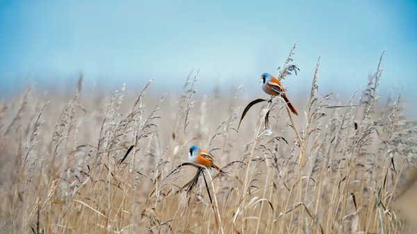 Bearded Tit Усатая синица Флеволанд Нидерланды UHD Обои 8к