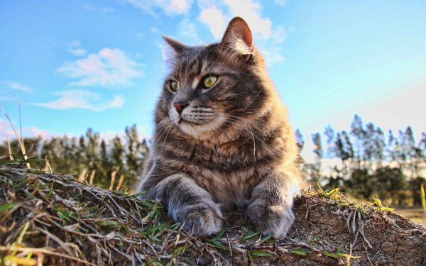 кошка лето кот взгляд..file