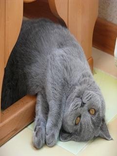 Британский кот