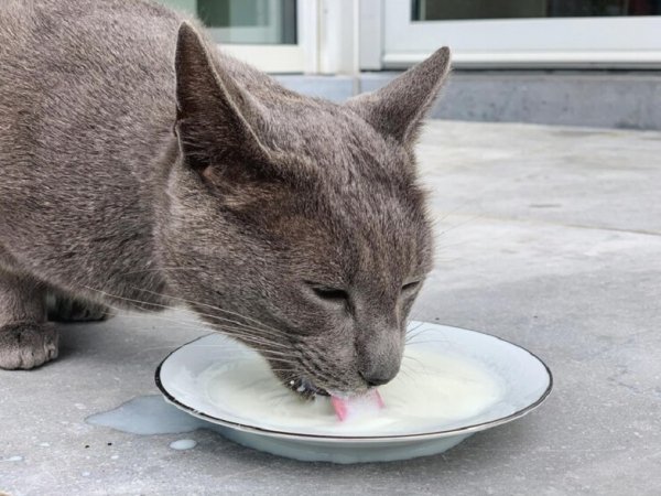 Кошка и молоко (2)