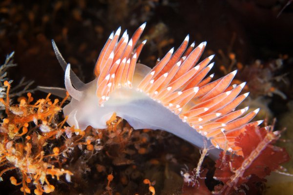 Coryphellaverrucosa