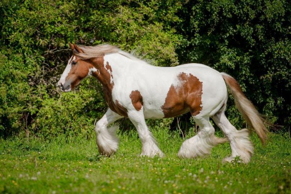Horses 16