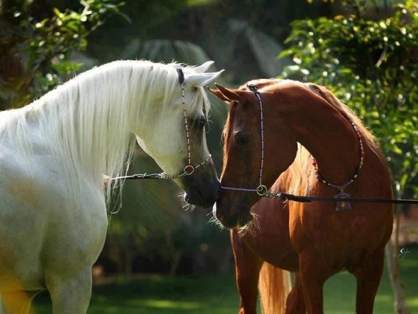 image (92)