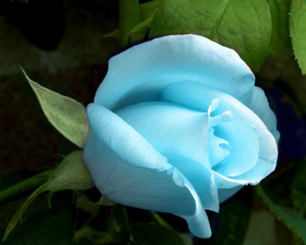 file_82737640
