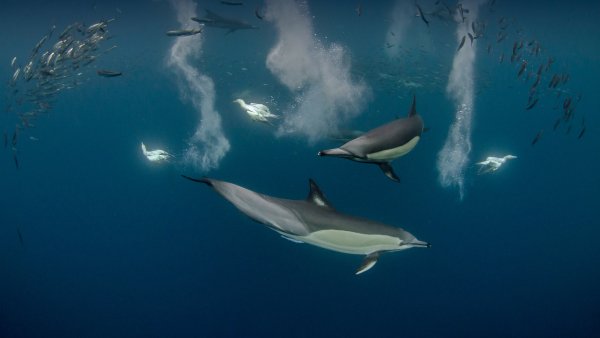 Common Dolphin Просто дельфин) UHD 4K