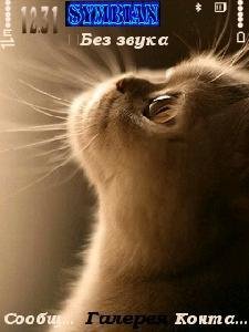cat by invictus default