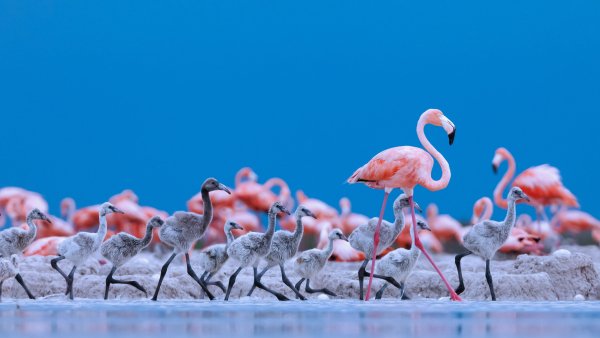 Карибские фламинго Рио Лагартос Flamingo Teacher UHD обои 4К