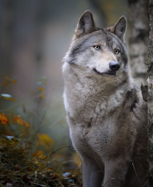 Volf