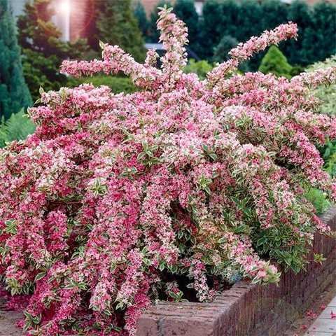 Veihela-kvitucha-variegata-s2-36613541868662