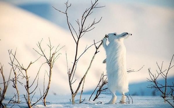 file_75631108