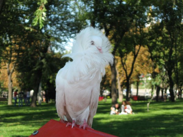 getImage1320