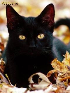 Кошки