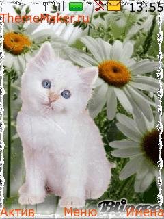 Котик в ромашках