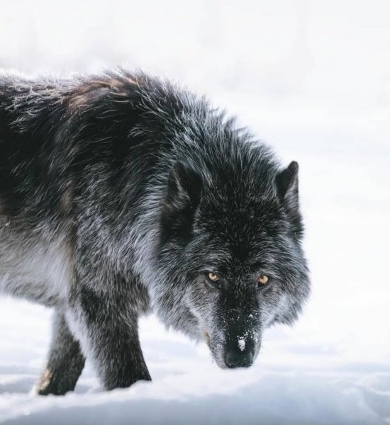 wolf