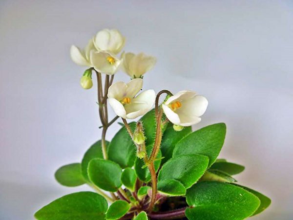 Сенполия Chantaspring