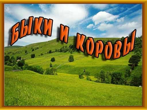 БыкиКоровы