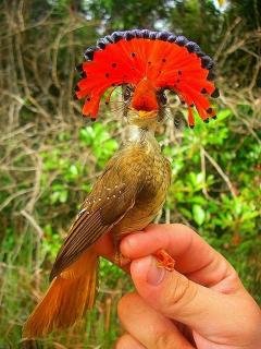 Bird-lux-1