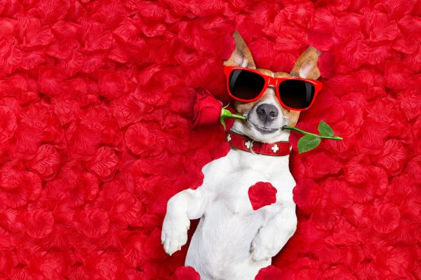 Dogs-Roses-Jack-Russell-terrier-Glasses-Petals
