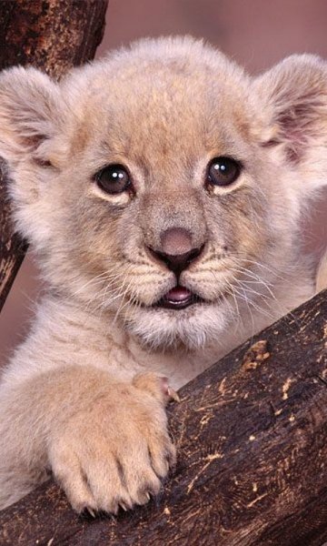 animals-480x800-0020