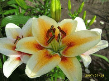 file_85268999