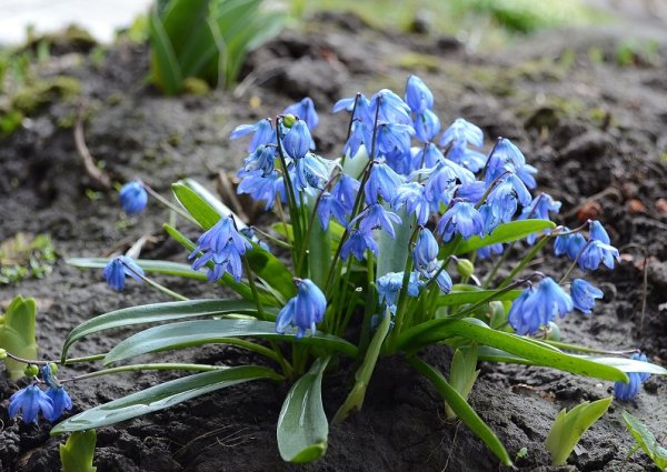 scilla-3208181 1920